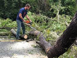 How Our Tree Care Process Works  in  Nappanee, IN