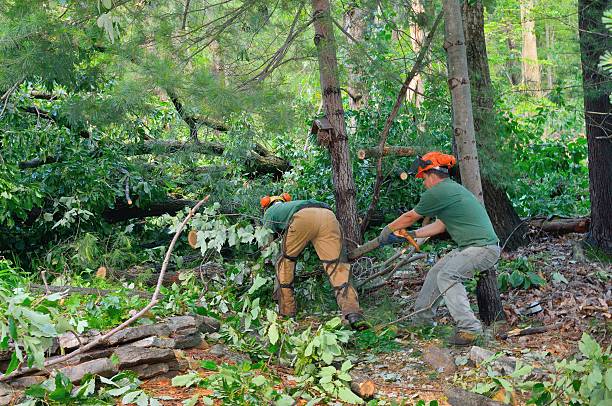 Best Commercial Tree Services  in Nappanee, IN