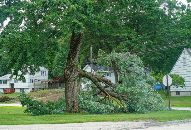 Best Palm Tree Trimming  in Nappanee, IN