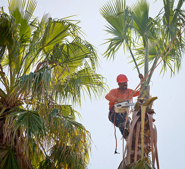 Trusted Nappanee, IN Tree Removal Experts