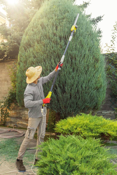 Best Tree Trimming and Pruning  in Nappanee, IN